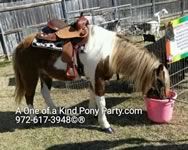 Pony Party : Combination Package