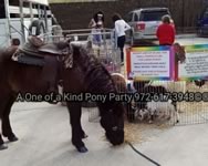 Pony Party : Combination Package