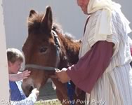 Riding Donkey | Riding Mule : Dallas Texas
