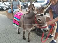 Riding Donkey | Riding Mule : Dallas Texas