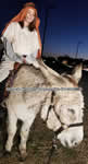 Riding Donkey | Riding Mule : Dallas Texas