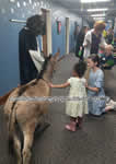 Riding Donkey | Riding Mule : Dallas Texas