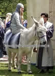 Riding Donkey | Riding Mule : Dallas Texas