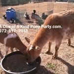 Dallas Texas Pony Party