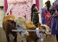 Nativity Scene Live Animal Rental : Dallas