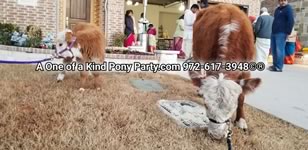 House Blessing Live Animal Rental : Dallas