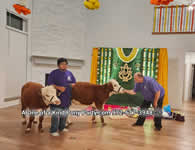 House Blessing Live Animal Rental : Dallas