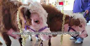 House Blessing Live Animal Rental : Dallas