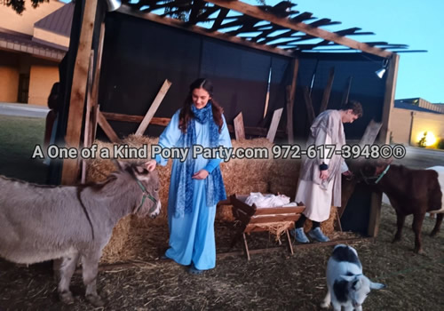 Live nativity animals