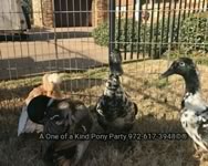 Dallas Texas Petting Zoo