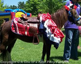 Combination Package Pony Party in Dallas Texas