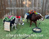 Wedding Burro / Beer Steer in Dallas Texas