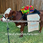 Riding Donkey | Riding Mule : Dallas Texas