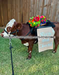 Riding Donkey | Riding Mule : Dallas Texas
