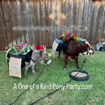 Riding Donkey | Riding Mule : Dallas Texas