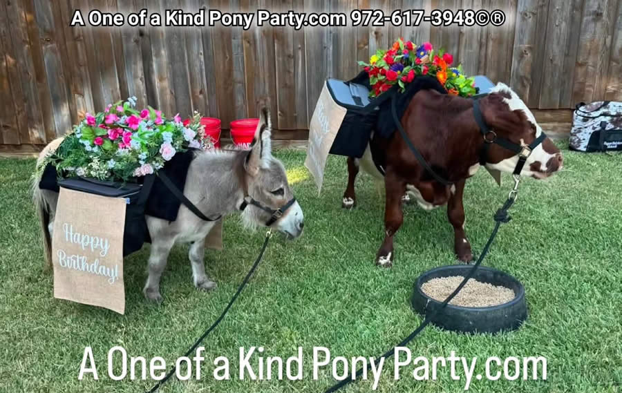 Wedding Burro / Beer Steers in Dallas